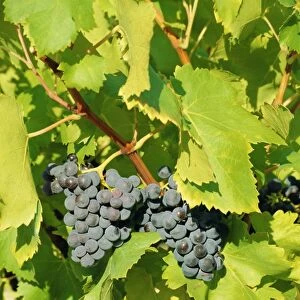 Grapes on vine, Provence, France, Europe