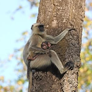Gray langur (Hanuman langur) (Semnopithecus hector), Bandhavgarh National Park, Madhya Pradesh, India, Asia