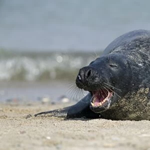 Gray seal (grey seal)