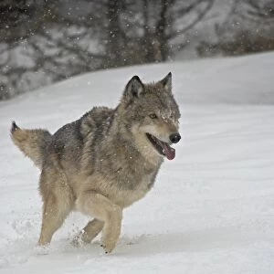 Gray Wolf (Canis lupus) running in the snow in captivity, near Bozeman