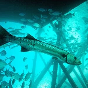 Great barracuda (Sphyraena barracuda) (giant barracuda) can grow up to 1. 8 metres long, under pier, Celebes Sea, Sabah, Malaysia, Southeast Asia, Asia