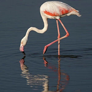 Greater flamingo (Phoeniconaias roseus), Amboseli National Park, Kenya, East Africa, Africa