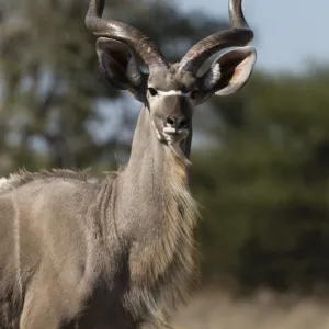 Greater kudu (Tragelaphus strepsiceros), Kalahari, Botswana, Africa