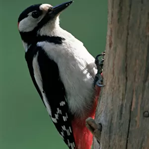 Piciformes Canvas Print Collection: Woodpeckers