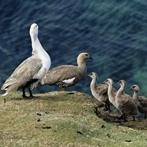 Greater upland goose (Chloephaga poliocephala) family, Saunders Island