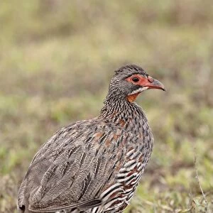 Phasianidae Canvas Print Collection: Grey Breasted Spurfowl