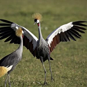 Grey crowned crane dancing next to its mate with its feet off the ground and wings spread