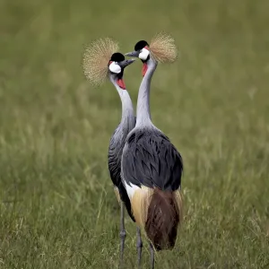 Cranes Collection: Grey Crowned Crane