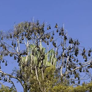 Grey-headed Flying Fox, (Ptereopus poliocephalus), Botanical Garden, New South Wales