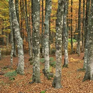 Grey mottled trunks of trees in woods in autumn, on Mont Aiguiol, Languedoc Roussillon