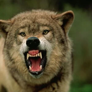Grey wolf growling, Montana, United States of America, North America