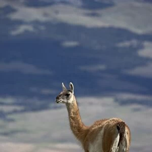 Guanaco (Lama guanicse) standing on a ridge, Torres del Paine, Patagonia