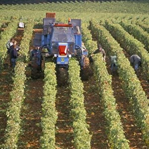 Harvesting grapes in a vineyard near Macon, Burgundy (Bourgogne), France, Europe