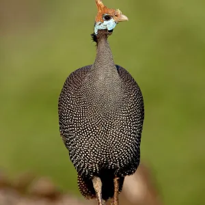 Birds Mouse Mat Collection: Guineafowl