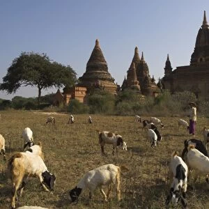 Herd of goats grazing in front of temples in the Bagan (Pagan) archaeological zone