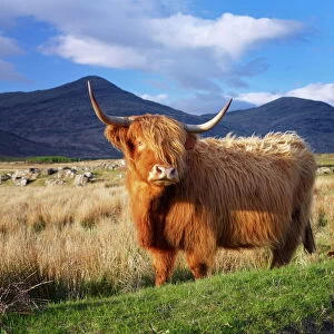 Highland cattle, Isle of Mull, Inner Hebrides, Scotland, United Kingdom, Europe