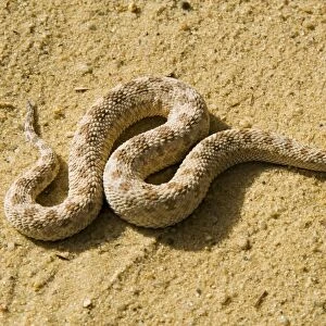 Viper Photographic Print Collection: Horned Viper