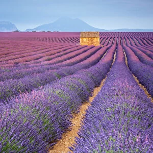 House in a lavender field at sunset, Plateau de Valensole, Alpes-de-Haute-Provence