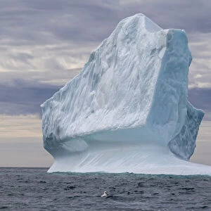 Huge icebergs at Cape Brewster, the easternmost point of the jagged