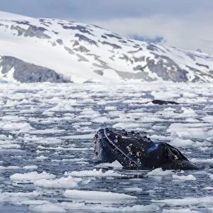 Humpback whale (Megaptera novaeangliae), adult spy-hopping in Cierva Cove, Antarctica, Polar Regions