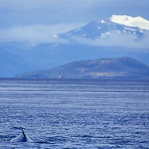 Humpback whale (Megaptera novaeangliae), and snow coverd mountains in the background