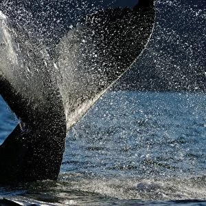 Humpback whale tail, Great Bear Rainforest, British Columbia, Canada, North America
