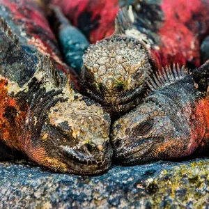 Iguanas, Espanola Island, Galapagos Islands, Ecuador, South America