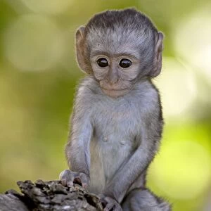Cercopithecidae Collection: Vervet Monkey