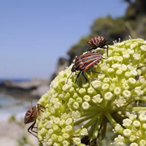 Italian striped stink bugs (Graphosoma lineatum italicum) on rock samphire (Crithmum maritimum), Samos, Greece