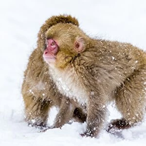 Japanese macaques (Snow monkeys) (Macata fuscata), playing in the snow, Jigokudani Yaen-Koen