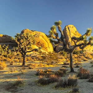 Joshua Tree (Yucca brevifolia), Joshua Tree National Park, Mojave Desert, California