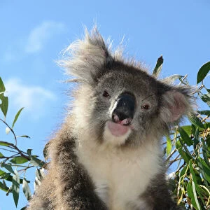 Koala bear, Melbourne, Victoria, Australia, Pacific