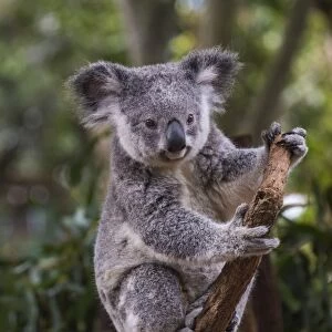 Koala (Phascolarctos cinereus), Lone Pine Sanctuary, Brisbane, Queensland, Australia