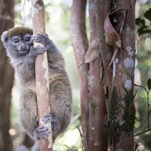 Lac Alaotra bamboo lemur (Hapalemur alaotrensis), Lemur Island, Andasibe, Eastern Madagascar