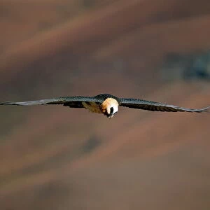 Lammergeier (bearded vulture) (Gypaetus barbatus) in flight