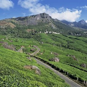 Landscape of tea gardens or plantations