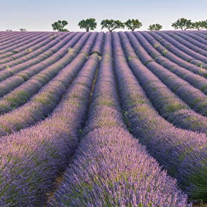 Lavender rows, Plateau de Valensole, Alpes-de-Haute-Provence, Provence-Alpes-Cote d Azur