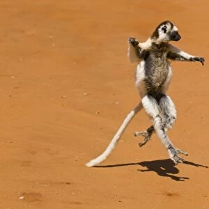 Leaping verreauxi lemur (Verreauxs Sifaka), Berenty Private Reserve