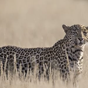 Leopard female (Panthera pardus), Kgalagadi Transfrontier Park, South Africa, Africa