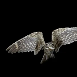 Lesser nighthawk (Chordeiles acutipennis) in flight, near Portal, Arizona