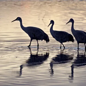 Line of four Sandhill crane (Grus canadensis) in a pond silhouetted at sunset, Bosque Del Apache National Wildlife Refuge, New Mexico, United States of America, North America