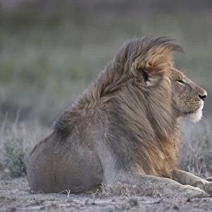 Lion (Panthera leo), Ngorongoro Conservation Area, Tanzania, East Africa, Africa
