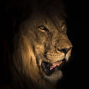 Lion (Panthera leo) at night, Elephant Plains, Sabi Sand Game Reserve, South Africa