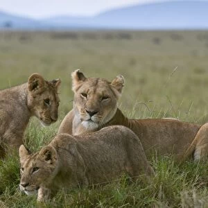 Lioness and cubs (Panthera leo), Masai Mara National Reserve, Kenya, East Africa, Africa