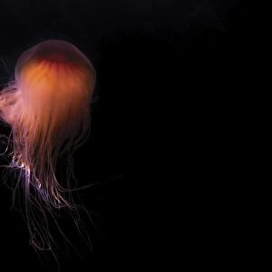 Lions mane jellyfish ((Cyanea capillata), Prince William Sound, Alaska, United States of America