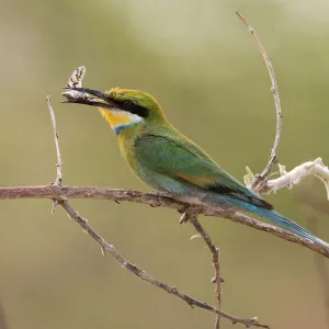 A little bee-eater (Merops pusillus) holding a cicada in its beack, Savuti, Chobe National Park