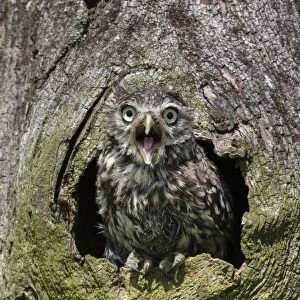 Little owl (Athene noctua), captive, United Kingdom, Europe