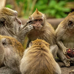 Long tailed Macaque monkeys on roadside, Kabupaten Buleleng, Gobleg, Bali, Indonesia, South East Asia, Asia