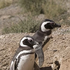 Magellanic penguins, Punta Cantor, Valdes Peninsula, Patagonia, Argentina, South America
