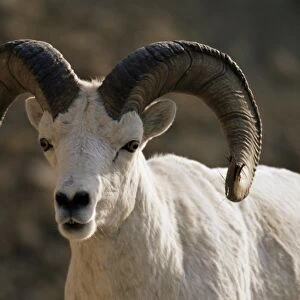 Male dall sheep (Ovis dalli)